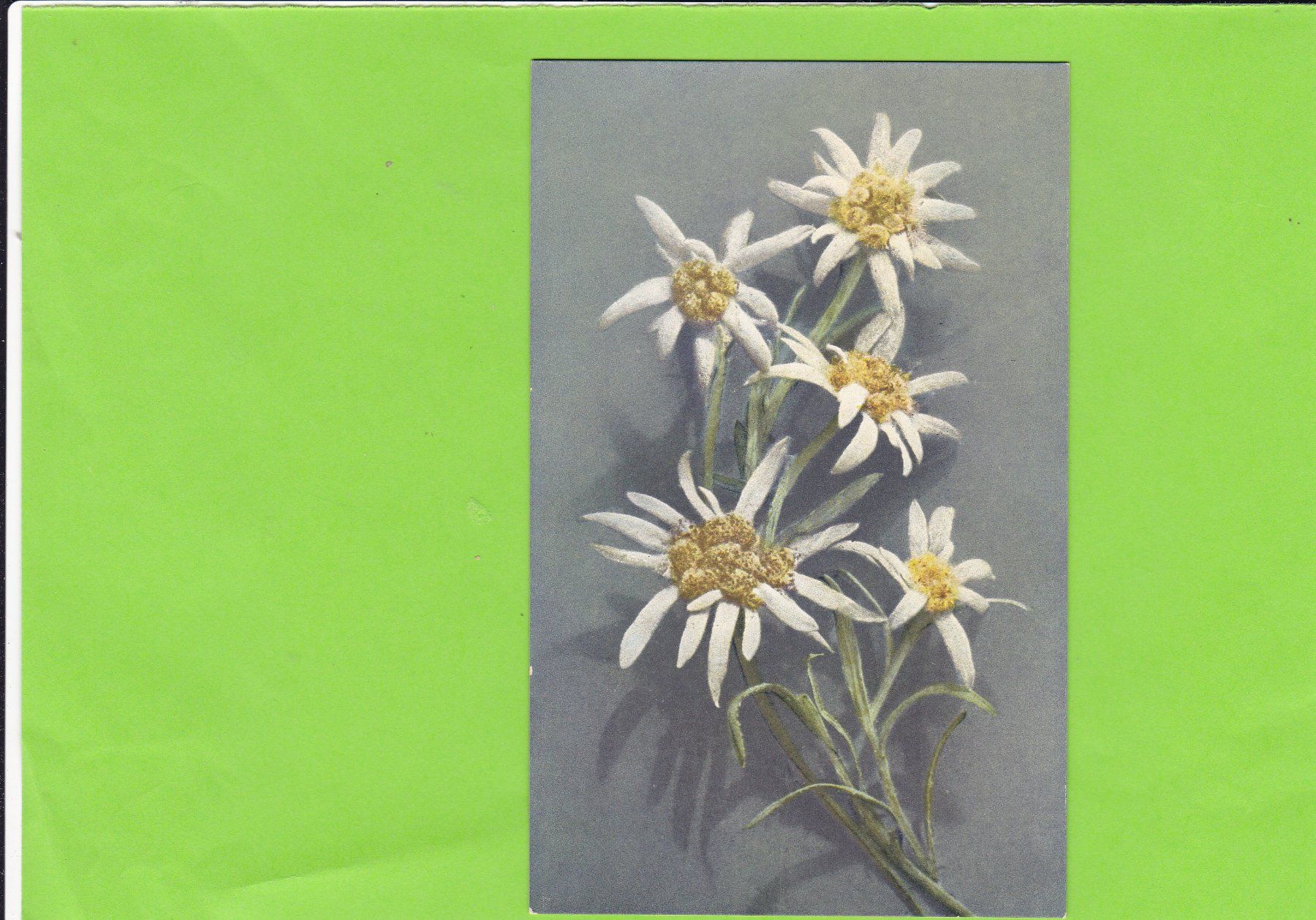 Cartes postales: Edelweiss – D'occasion à St. Peterzell par neckertal