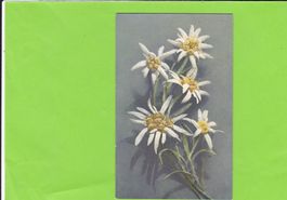 Edelweiss