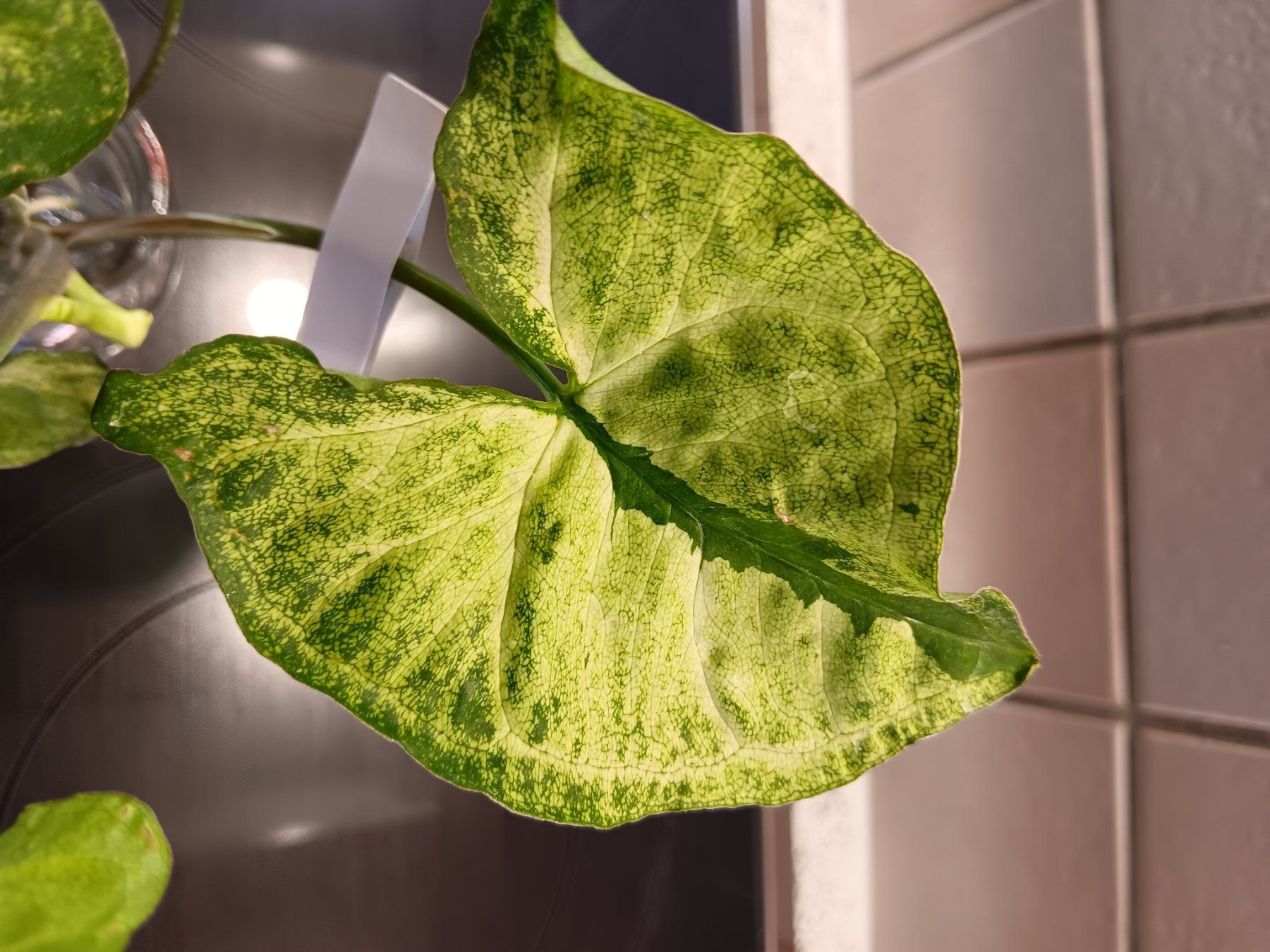 Piante & sementi: Syngonium Paket – Usato da Neerach venduto da Pudelmax 4