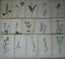 Blumen Atlas / 15 botanische Tafeln mit Beschreibung