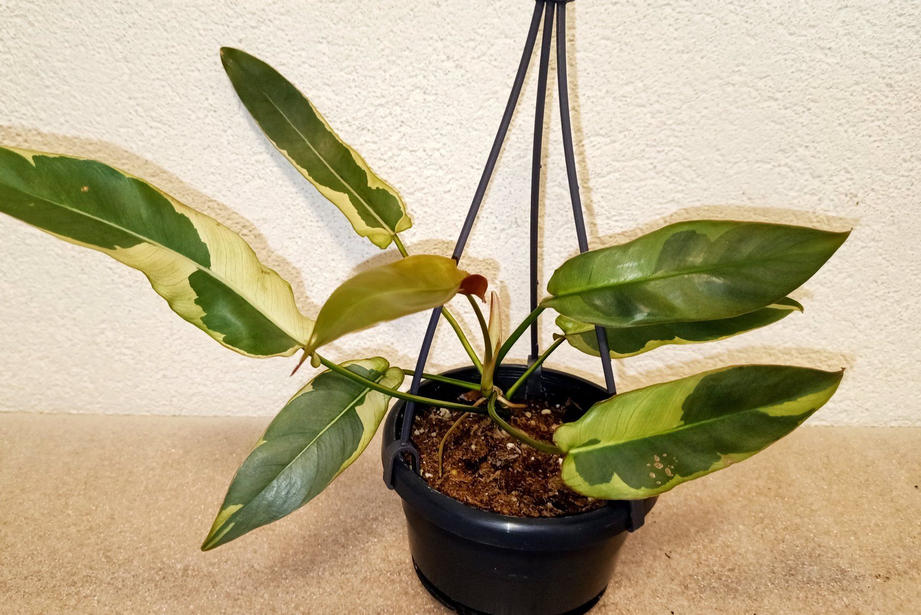 Piante & sementi: Philodendron Atabapoense Variegata – Nuovo (secondo la descrizione) da schöftland venduto da UniquePlants