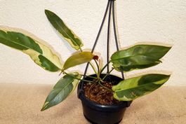 Philodendron Atabapoense Variegata
