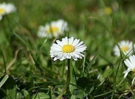 100 Gänseblümchen samen aus bio garten