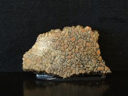 Versteinerter Dinosaurier Fossil KNOCHEN SCHEIBE UTAH USA
