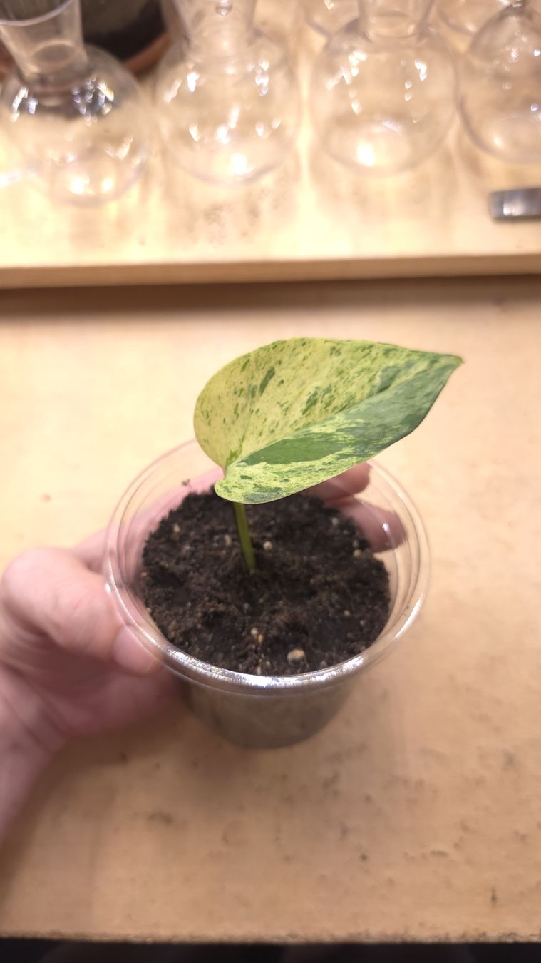 Pflanzen & Samen: Epipremnum Marble Queen  – Neu (gemäss Beschreibung) aus Neyruz FR von bry_2dg9