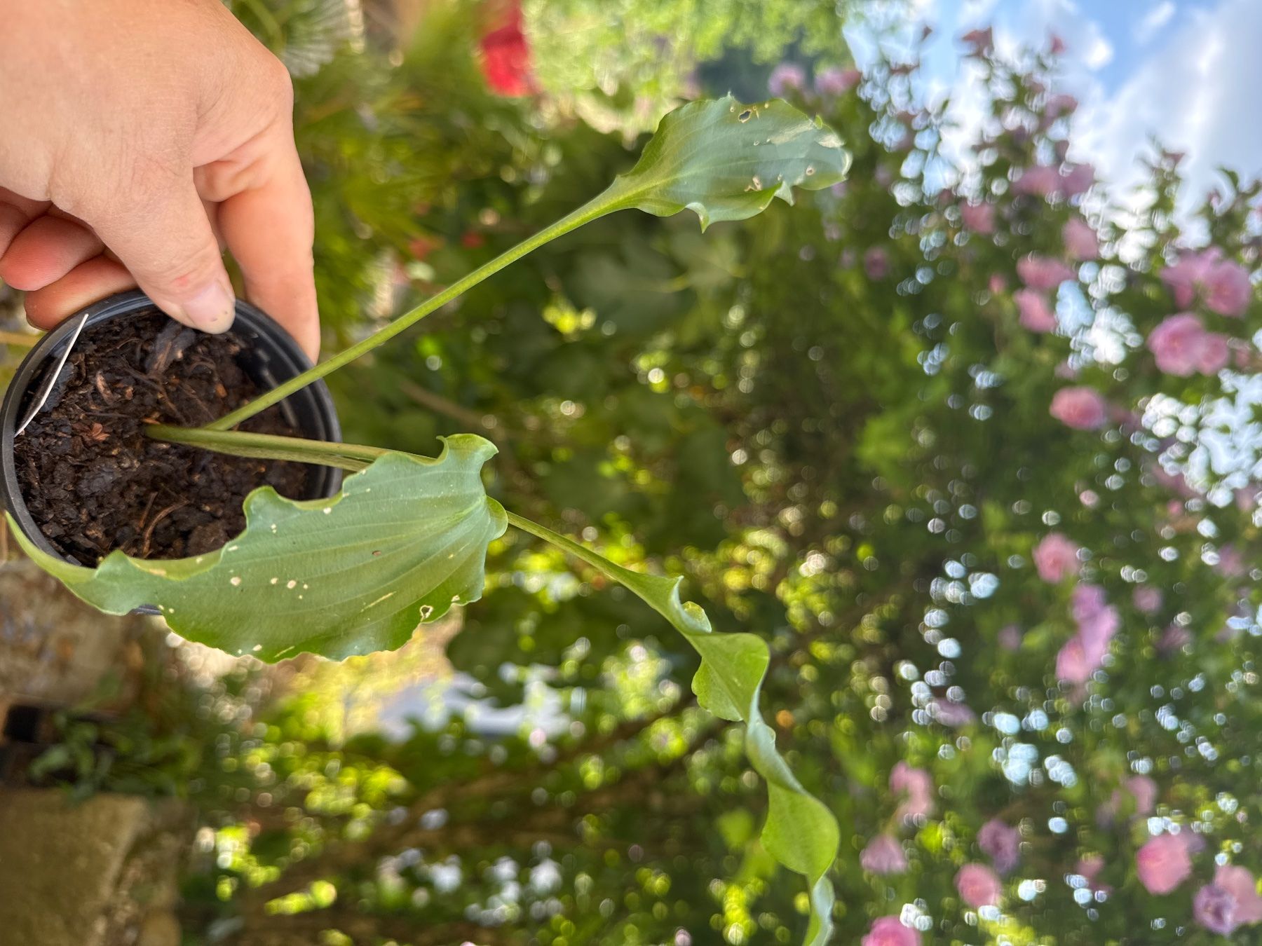 Piante & sementi: Hosta Unruly Child 1 – Usato da Lajoux JU venduto da Briard0 1