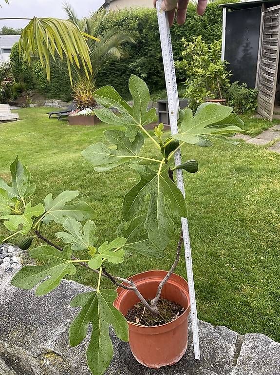 Plantes & graines: Feigenbaum  – D'occasion à Steckborn par zack011