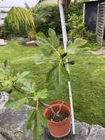 Feigenbaum 
