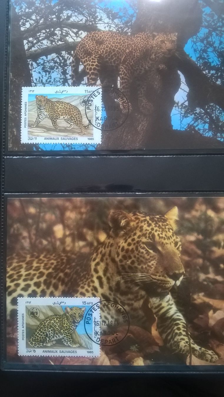 Tutti i francobolli: WWF Afghanistan 1985 Satz Leopard Maximumkarten – Nuovo (secondo la descrizione) da Liestal venduto da schnueps 1