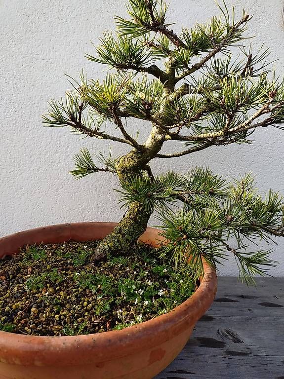 Piante & sementi: Bonsai  – Usato da Walterswil SO venduto da som_jbd7