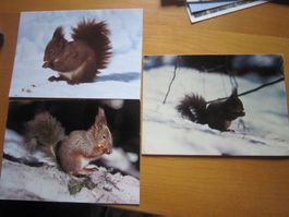 No 17 Postkarte Eichhörnchen