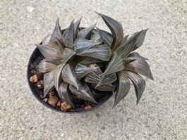 Haworthia astrospledens, Doppelpflanze