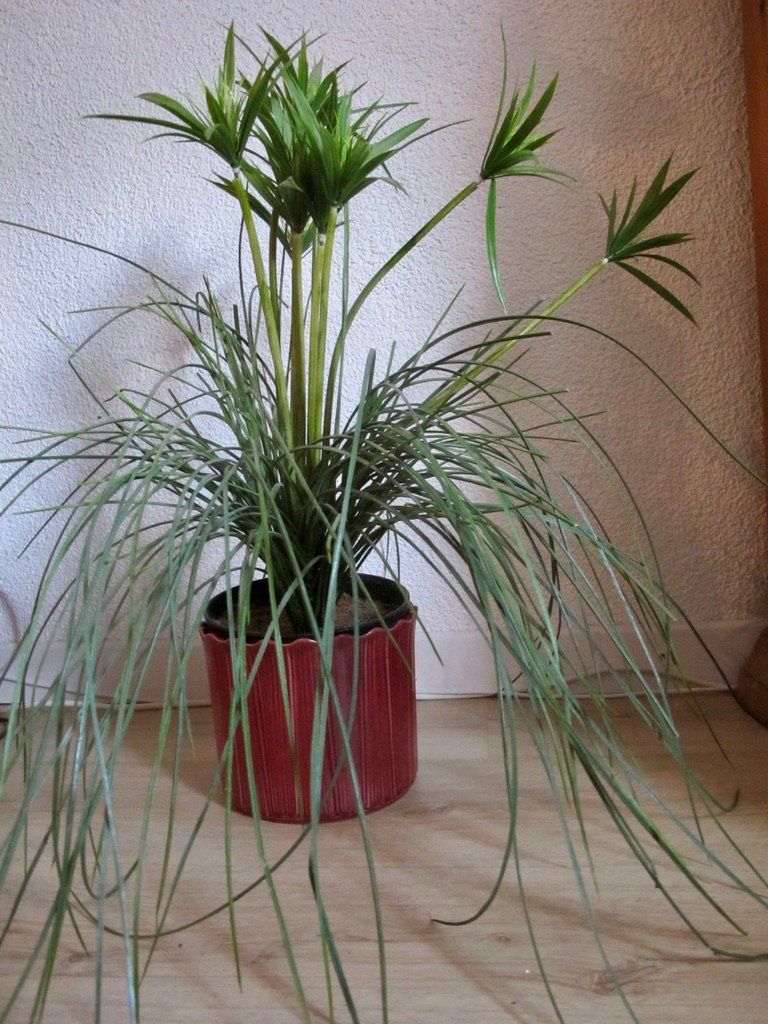 Piante & sementi: Kunstpflanze Deko Zyper Gras Bambus mit Cachepot Übertopf – Usato da Wil ZH venduto da Arbolero 1