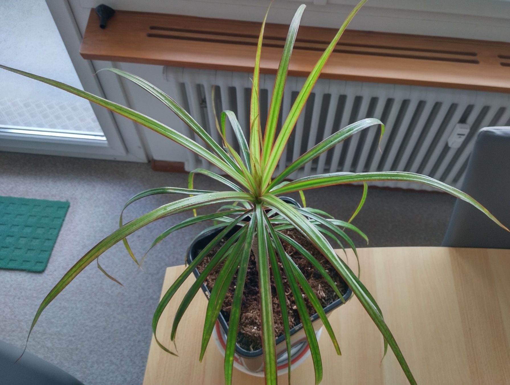 Pflanzen & Samen: Dracaena marginata, Drachenbaum - Zimmerpflanze – Neu (gemäss Beschreibung) aus Jona von Argus36 3