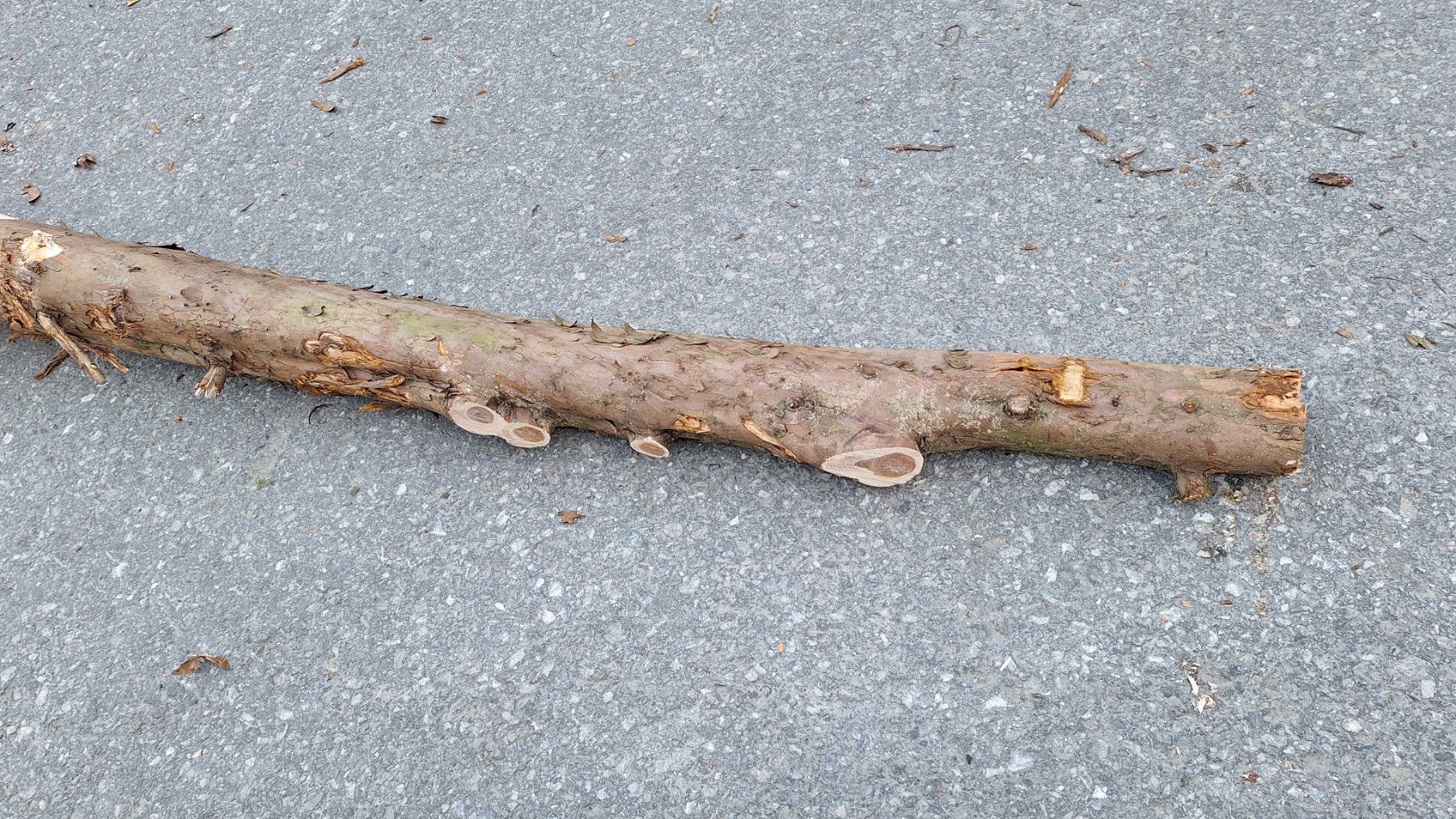 Articoli in legno: Eibe  Eibenholz Eibenstamm Holz drechseln Pfeilbogenholz – Nuovo (secondo la descrizione) da Bilten venduto da Claas10 1