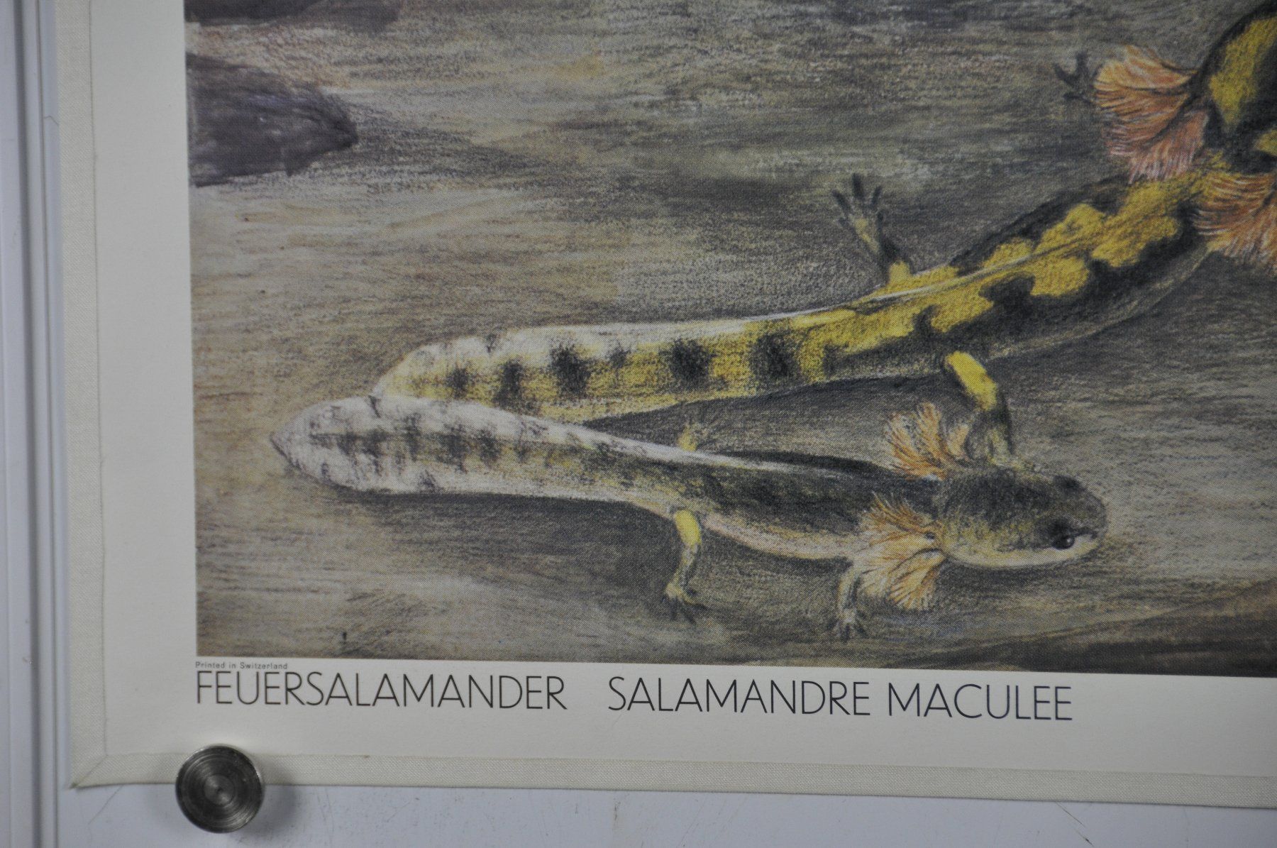 Foto & Immagini: Schulwandbild Feuersalamander Marta Seitz /  @mar – Usato da Härkingen venduto da sammelbecken 4