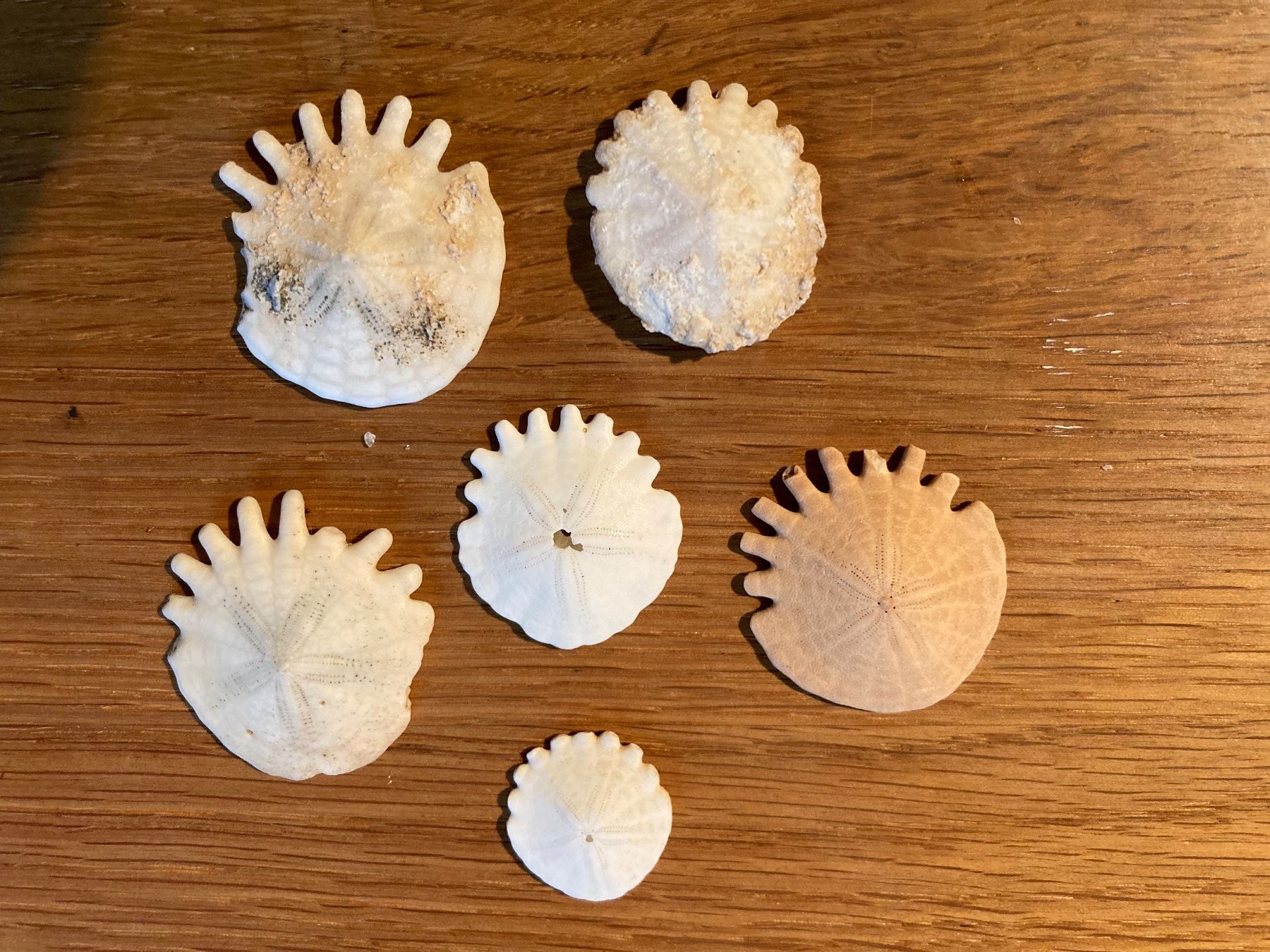 Fossili: Heliophora Sanddollar – Usato da Grosswangen venduto da arum01 1