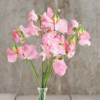 15 Samen Duftwicke PINK DIANA