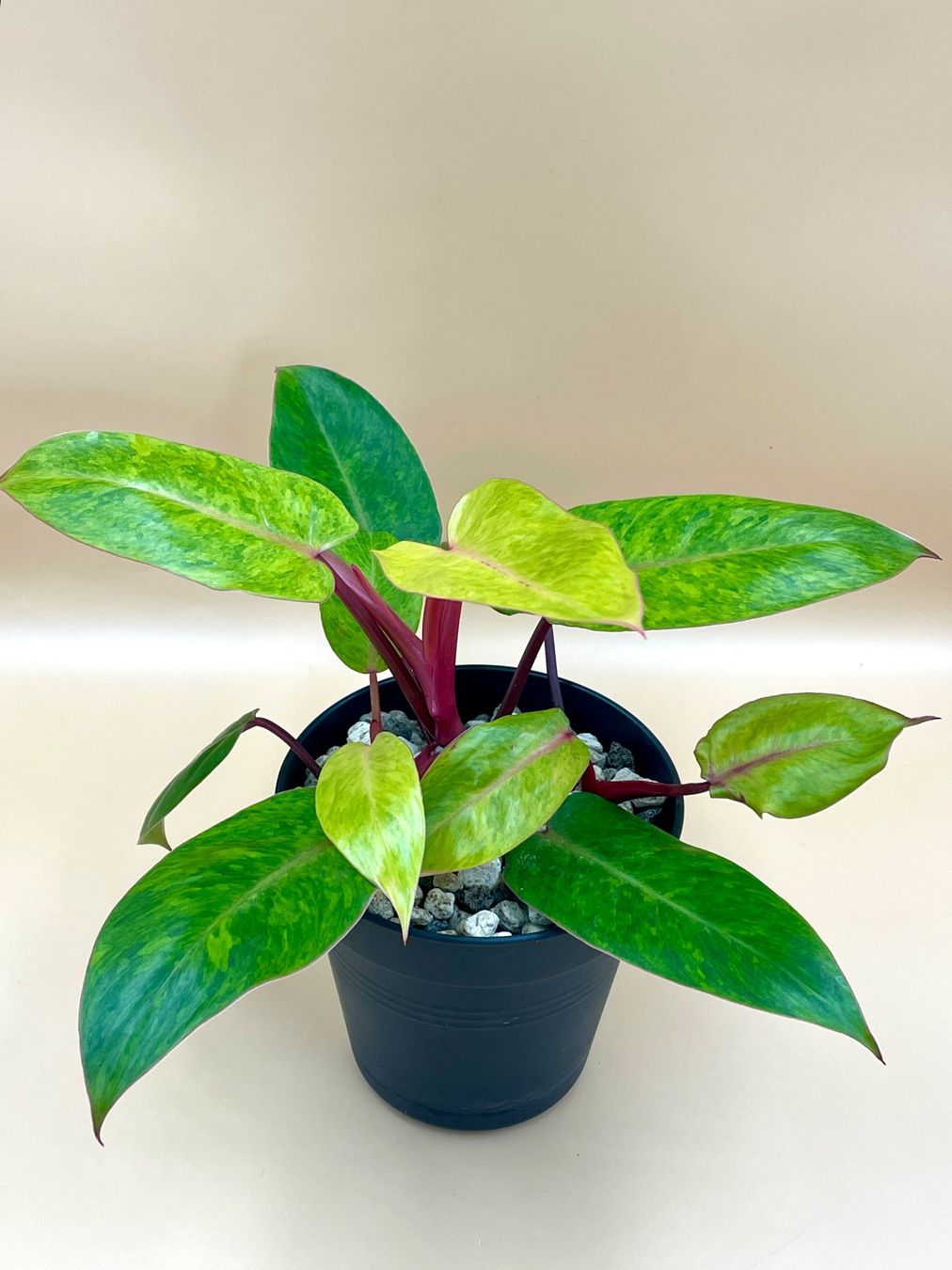 Piante & sementi: Philodendron Painted Lady – Nuovo (secondo la descrizione) da Zürich venduto da Leafscape