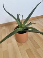 Grosse Aloe Vera Pflanze – ca. 50 cm hoch