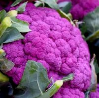 30 Samen lila Blumenkohl aus Sizilien + Anweisungen