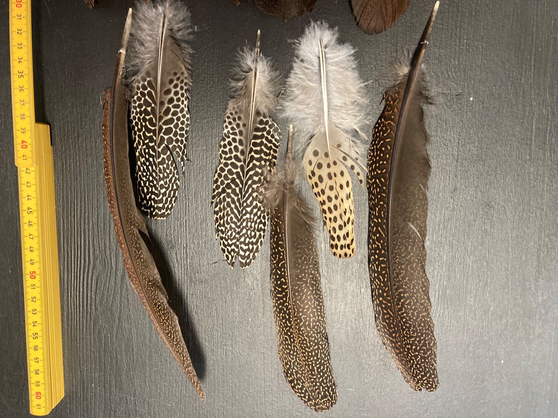 Welt der Tiere: Argusfasan Federn – Gebraucht aus Grosswangen von arum01 2