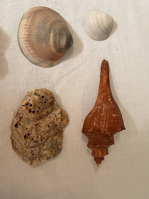 Fossilien: Muschelsammlung – Gebraucht aus Weggis von urs_rj7p 1