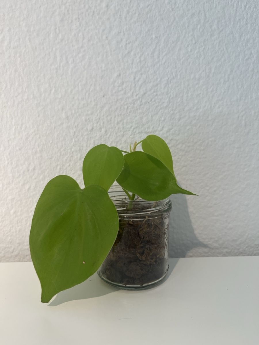 Plantes & graines: Philodendron micans lime im Glas – D'occasion à geroldswil par Ahornblatt70