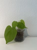 Philodendron micans lime im Glas 🌿🌱