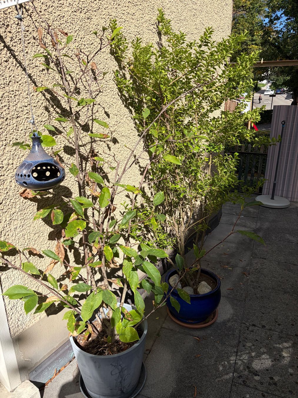 Pflanzen & Samen: 7 Pflanzen suchen einen neuen Balkon oder Garten – Gebraucht aus St. Gallen von Shopper011