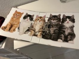 Katzen Ordner neu