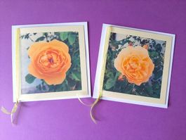 2 Grusskarten Blumenkarten Rosen neu