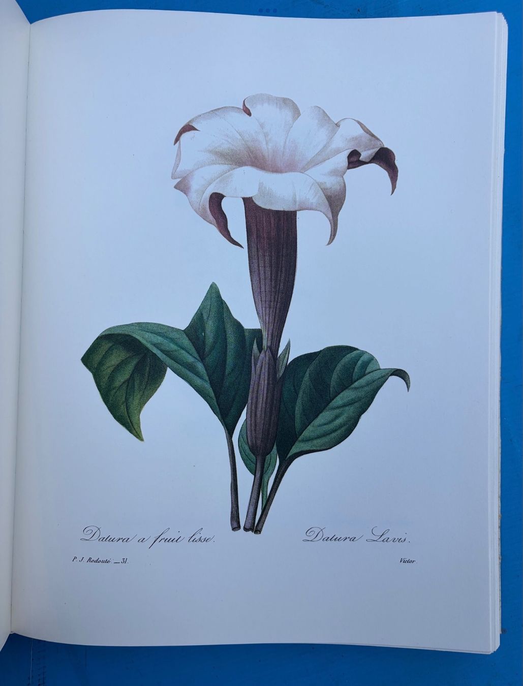 Bücher: Buch die schönsten Blumen – Gebraucht aus Altendorf von Sonnensch5 1