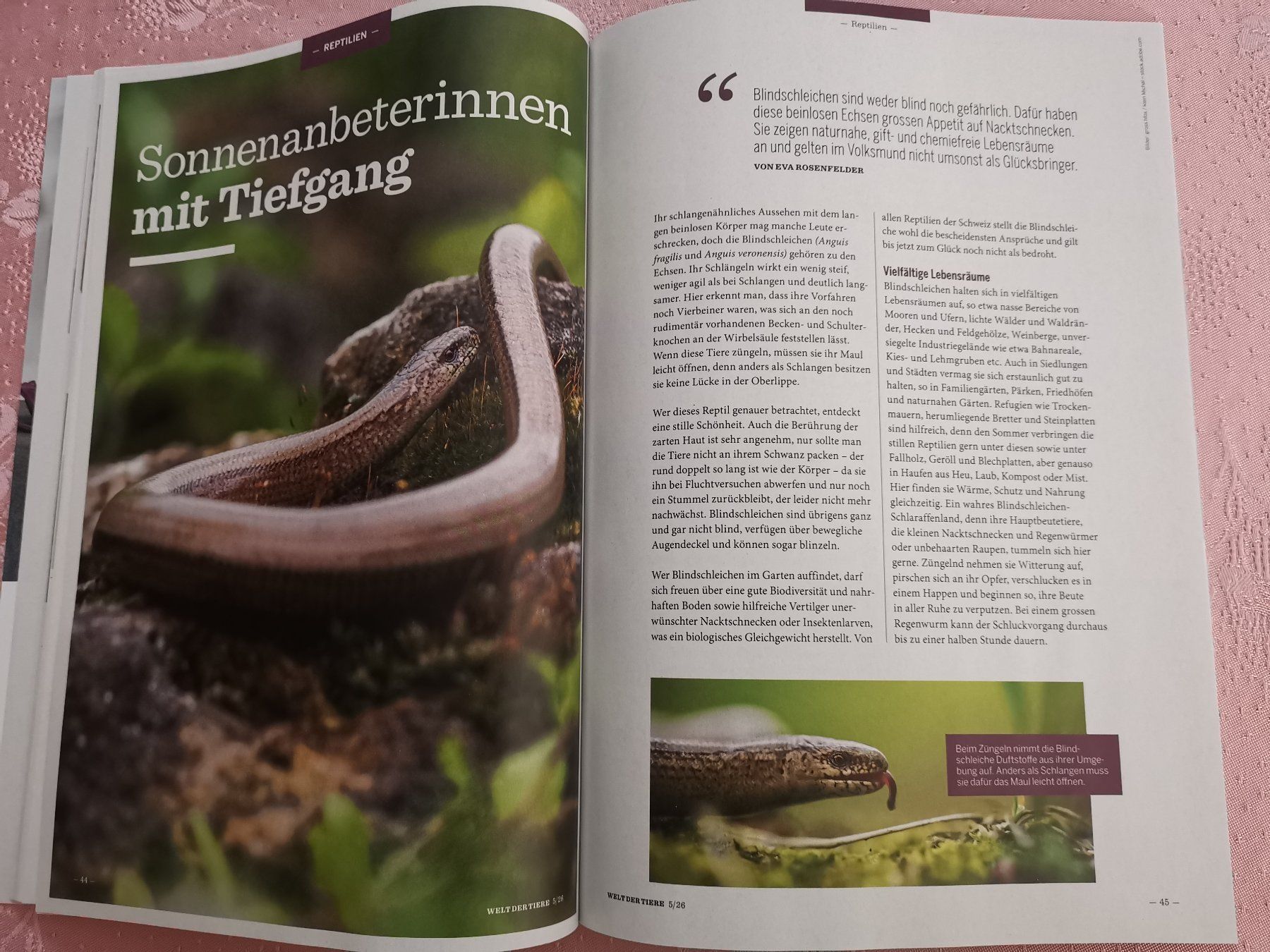 Revues & Magazines: Welt der Tiere – Neuf (Voir description) à Dornach par Hei50 3