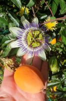 🌺Passiflora/Passionsblume Samen