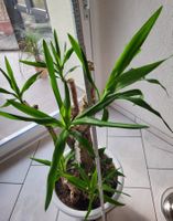 Palmlilie - Yucca mit Topf (Höhe ca. 130 cm)