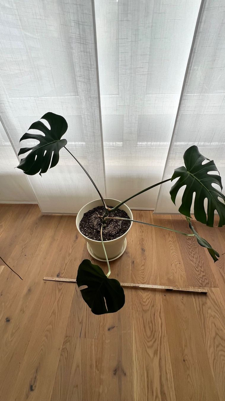 Plantes & graines: Monstera – D'occasion à Hinwil par a_walder 1