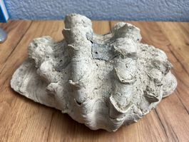 Dekorative Riesenmuschel / Tridacna – Thailand, 1980er-Jahre