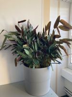 Zimmerpflanze wahrscheinlich Calathea Kokedama grosser Topf