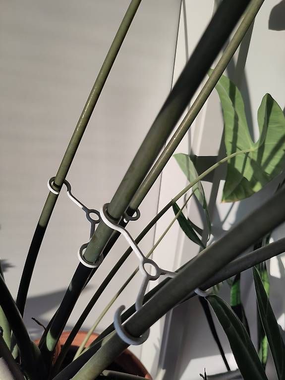 Plantes & graines: Pflanzen-Stängelhalter-Set – Neuf avec emballage d'origine à Luzern par schauen_ 4