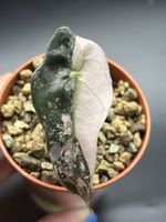 Alocasia Polly Pink Variegata (1-12)