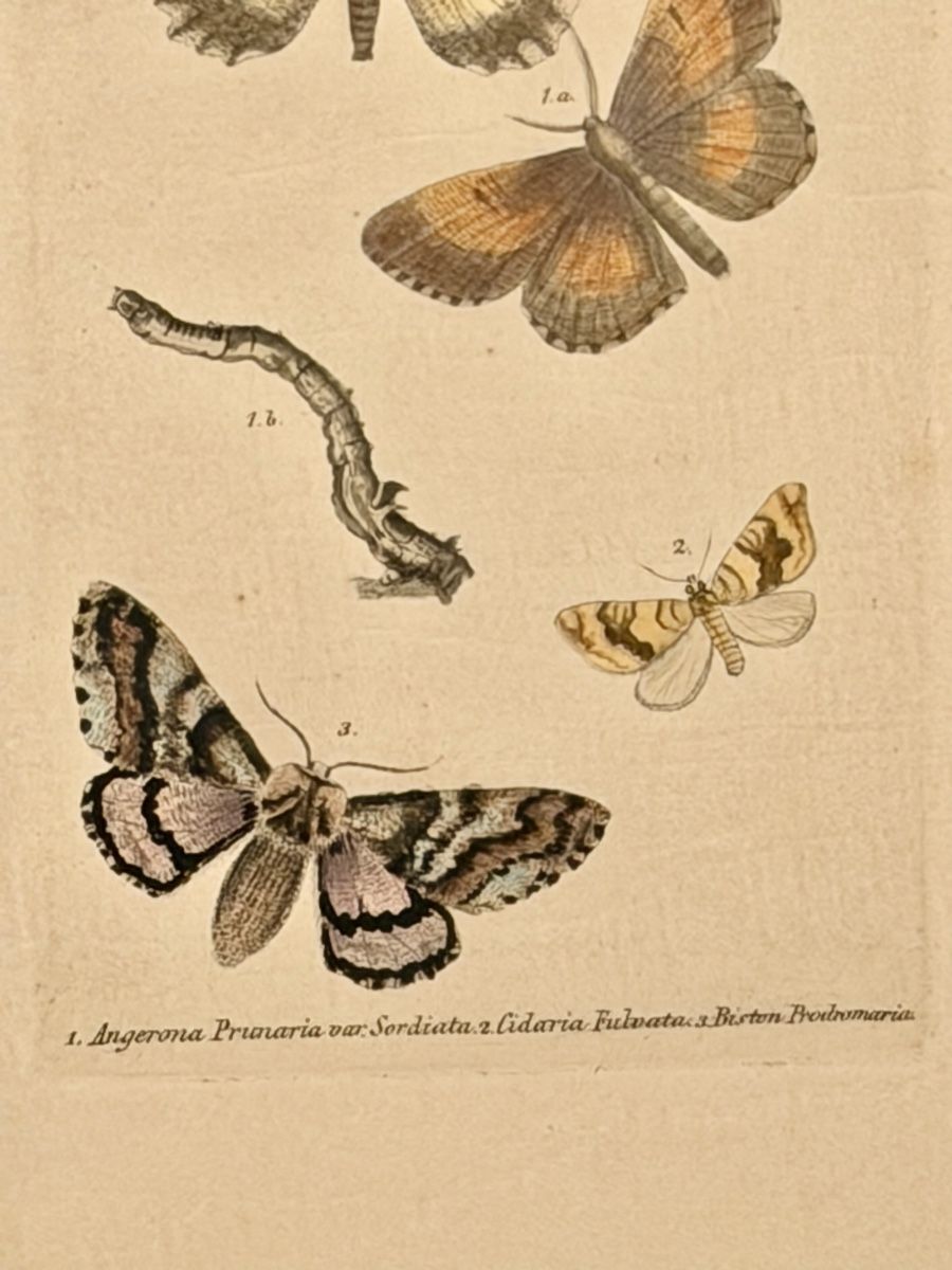 Grafica & Litografie: LITHOGRAPHIC LEAVES, butterfly motif, framed – Usato da Lausanne venduto da vas_mbk2 2