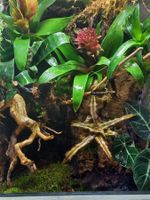 Terrarium 40x40x60 Neu mit kleinem Transportschaden