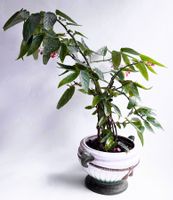 BEGONIA*CORALLINA 'TAMAYA'*****