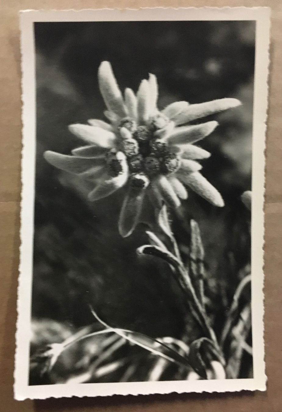 Cartoline postali: Vintage E. Meerkämper, Edelweiss, Engadin – Usato da Frauenfeld venduto da Merk52