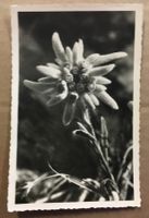 Vintage E. Meerkämper, Edelweiss, Engadin