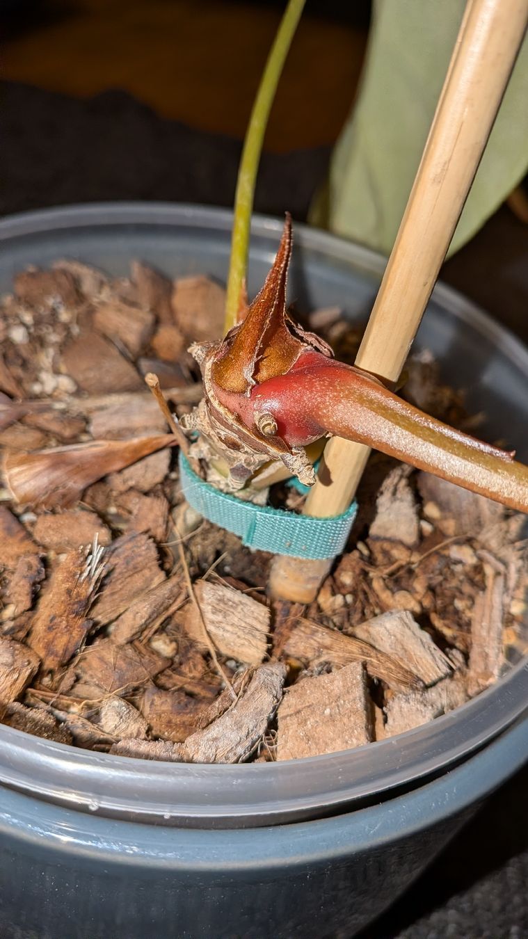 Piante & sementi: Anthurium Crystallinum – Usato da Altbüron venduto da luc_b7f5 2