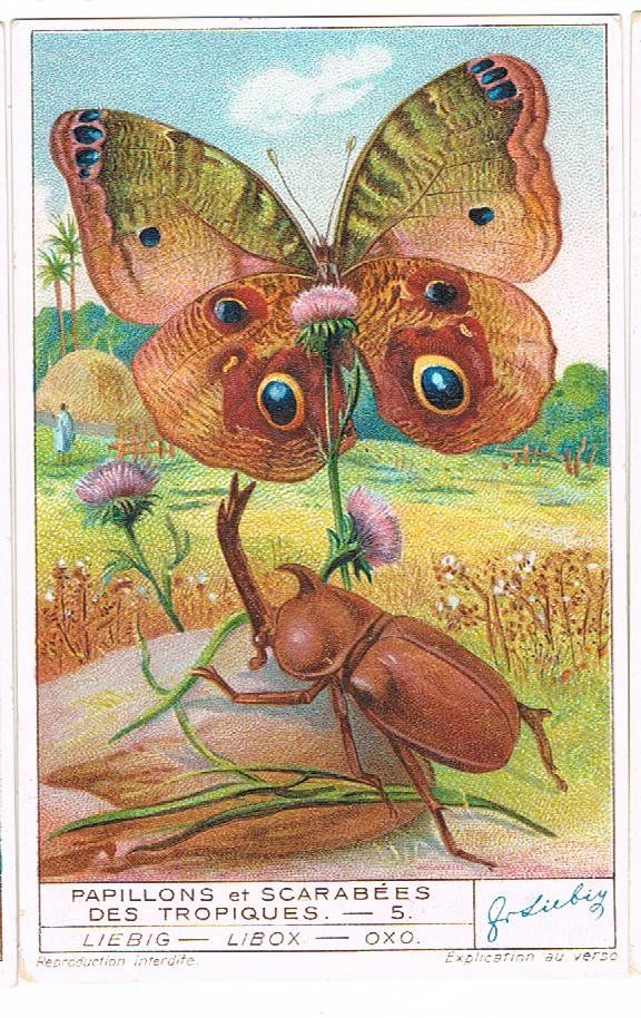 Grafica & Litografie: Cartes publicitaires - Chromo – Usato da Genève venduto da edelweiss1900 5