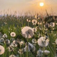 Serviette dandelion clock (1482) 2Stk.