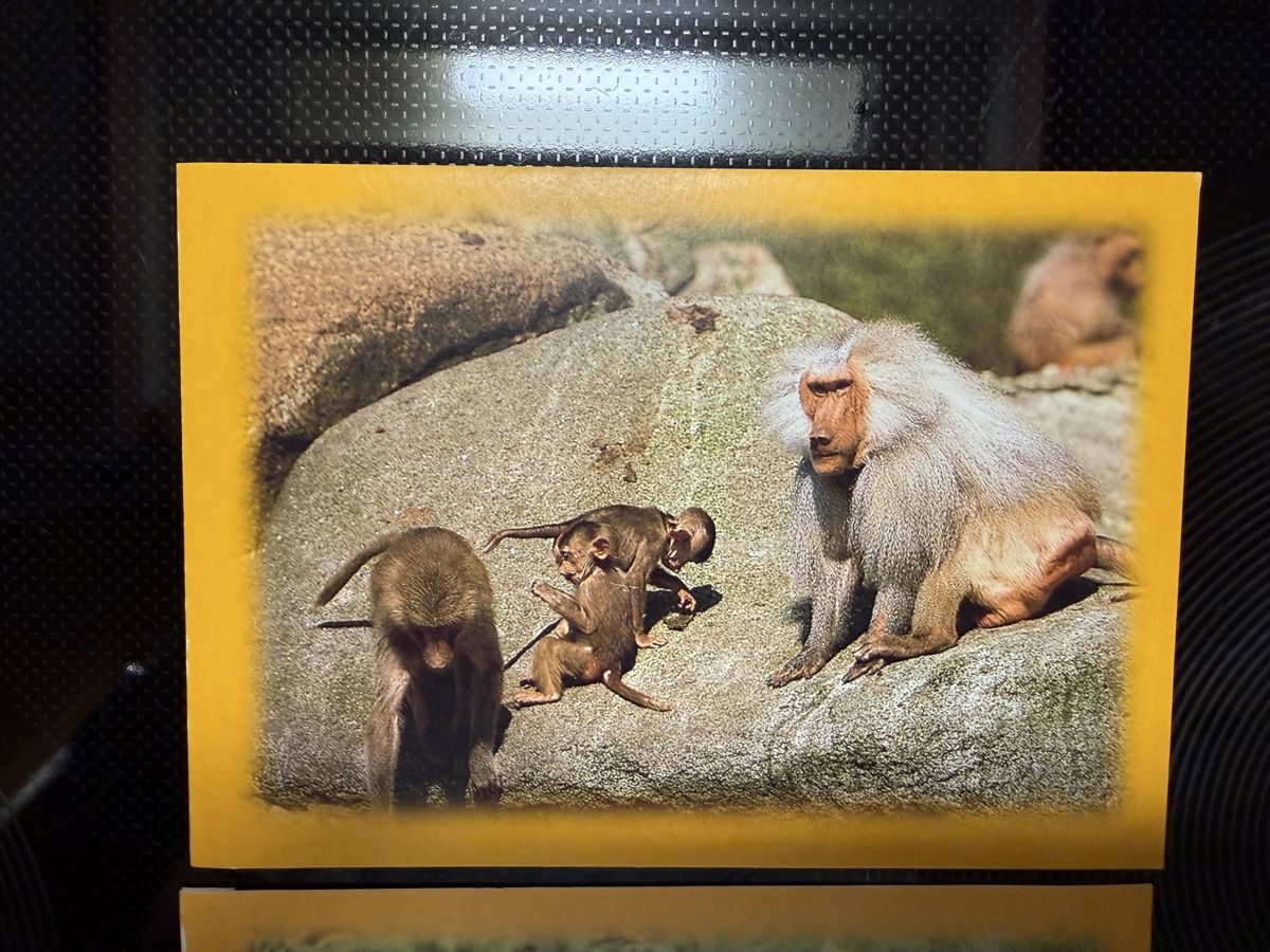 Ansichtskarten: 2 Stück Ansichtskarten Tierwelt – Neu (gemäss Beschreibung) aus Messen von Versber 1